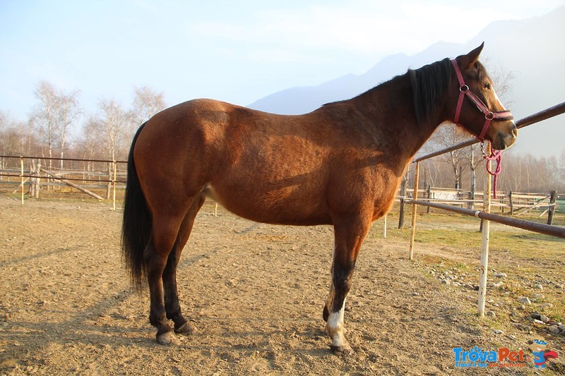 Fattrice Quarter Horse - Foto n. 1