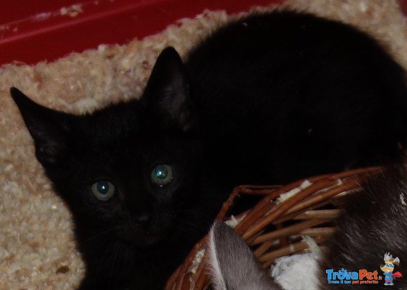 Gattina nera con Occhi Castani, 3 Mesi - Foto n. 1