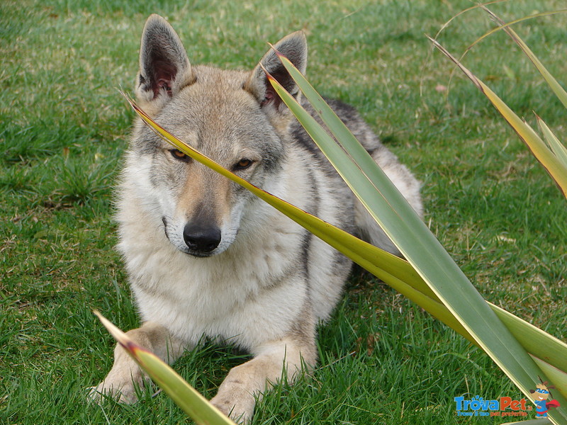Cuccioli cane lupo Cecoslovacco - Foto n. 2