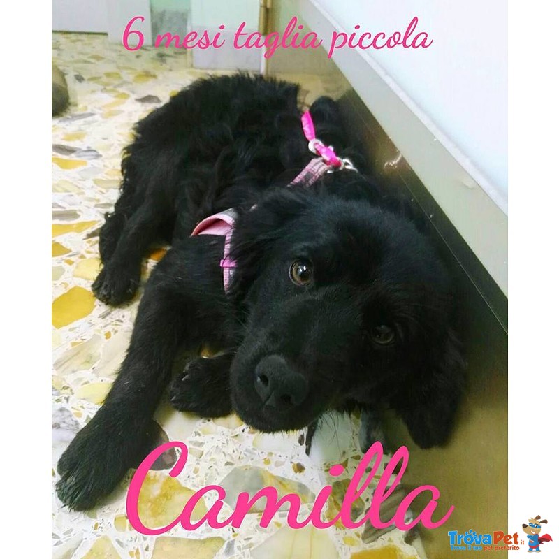 Camilla Cucciola 6 mesi Taglia Piccola - Foto n. 1