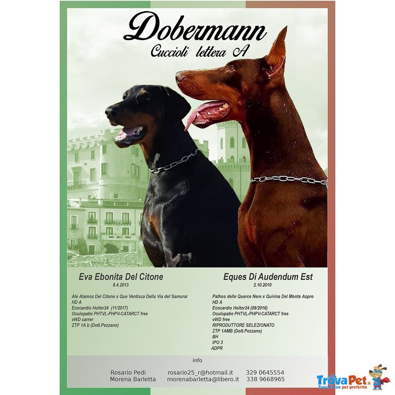 Cuccioli Dobermann - Foto n. 1