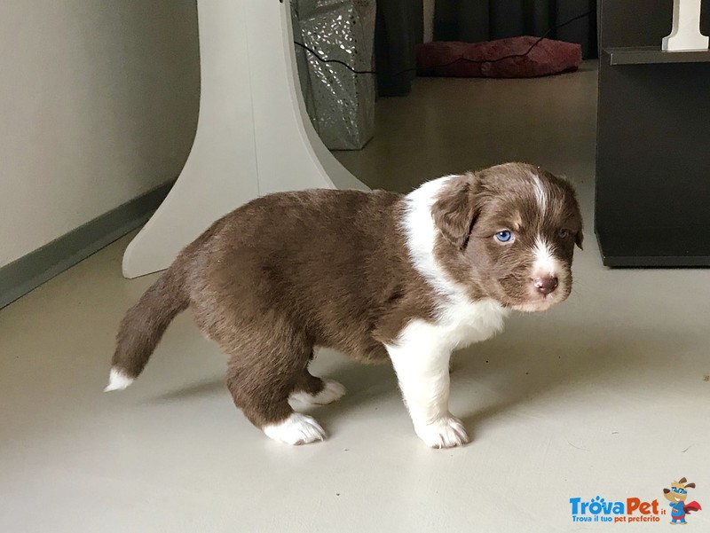 Pastore Australiano - Australian Shepherd - Foto n. 1