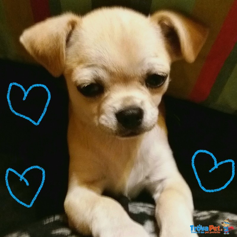 Cucciolo Chihuahua - Foto n. 1