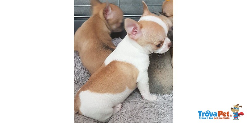 Amori di Cuccioli di Chihuahua - Foto n. 2