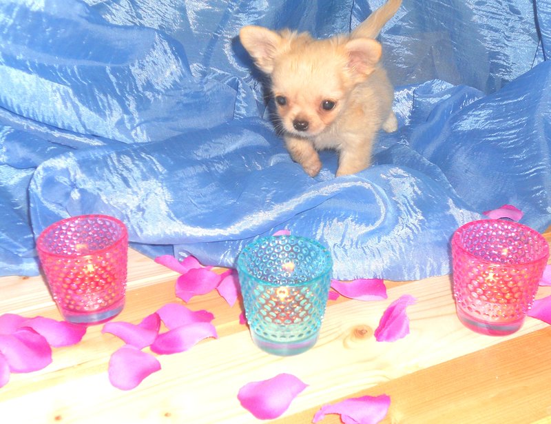 Cuccioli Chihuahua Maschi e Femmine - Foto n. 2