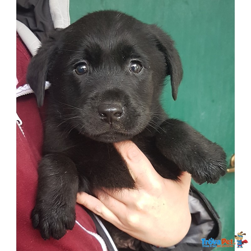 Cuccioli Maschi di Labrador Neri - Foto n. 1