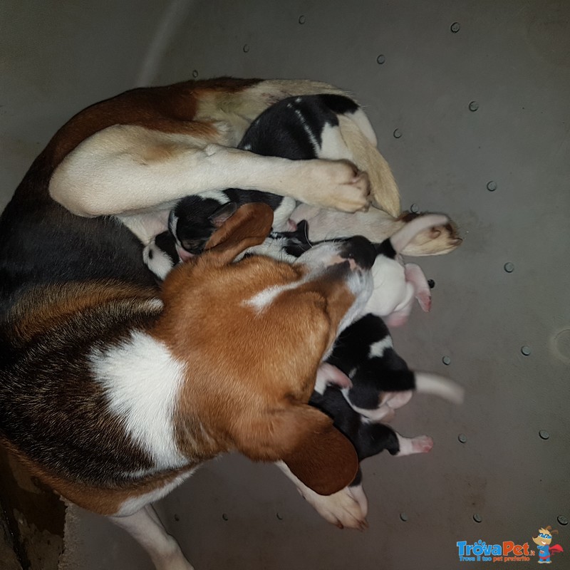 Beagle Cuccioli da Comapgnia - Foto n. 3