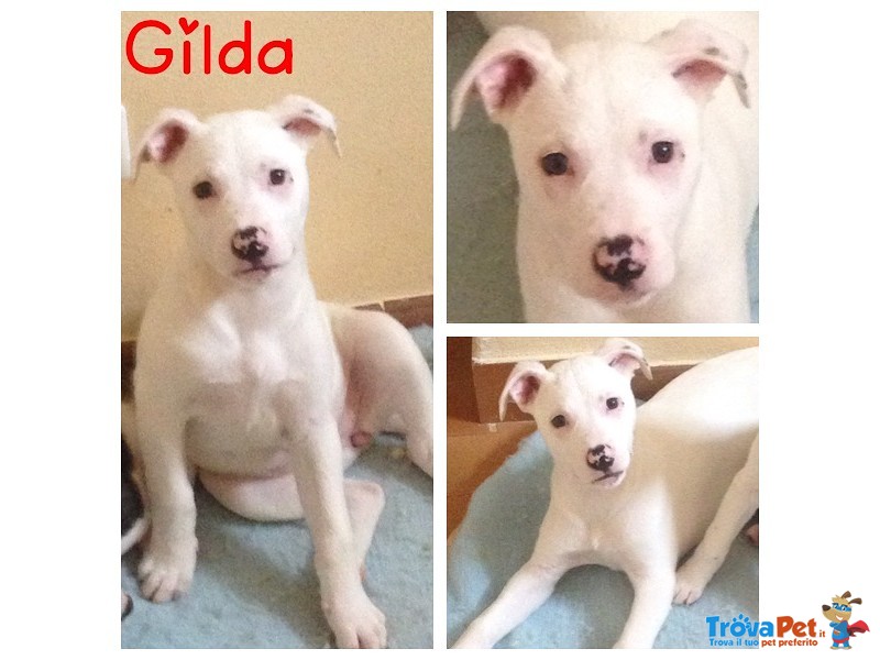 Gilda un Amore di Cucciola - Foto n. 1