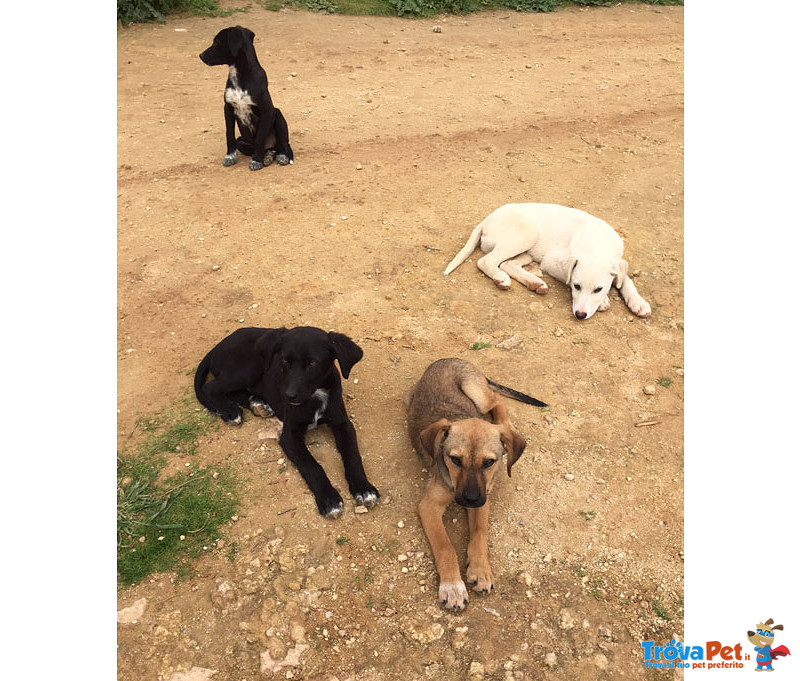 8 Cuccioli di 3 mesi e Mezzo, un Bastimento Carico di Speranze, in Arrivo a Bergamo, Cercano Casa - Foto n. 4