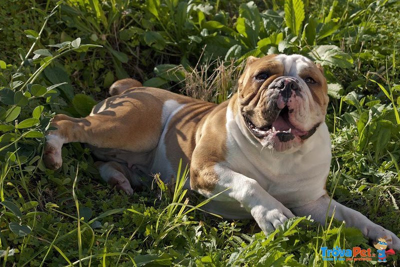 Bulldog Inglesi - Foto n. 6
