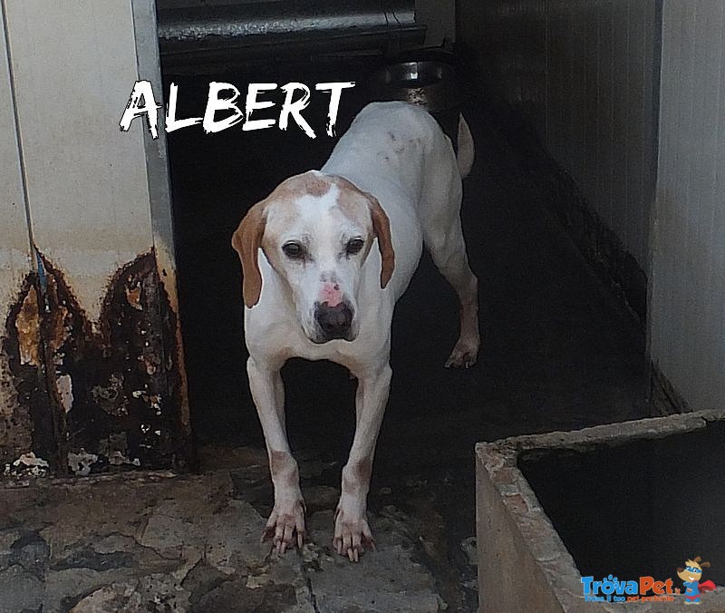 Nonno Albert - cane Anziano da Adottare - Foto n. 4
