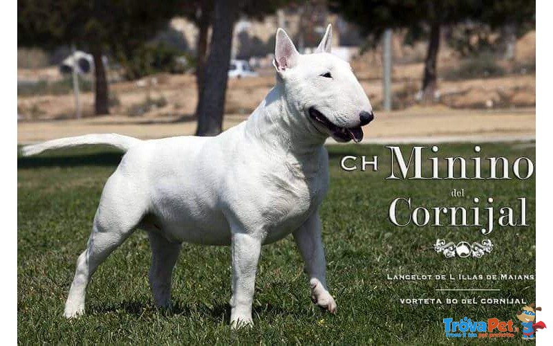 Bull Terrier Miniature - Foto n. 5