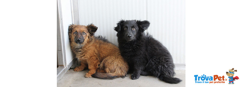 Cuccioli 3 4 Mesi Cupido E Venere Futura lia Medio Piccola Simil Corgi Cercano Casa In Adozione A Bergamo Bg