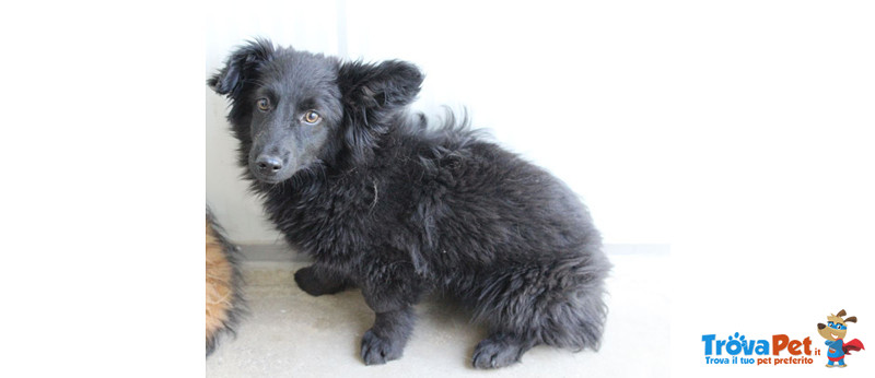 Cuccioli 3 4 Mesi Cupido E Venere Futura lia Medio Piccola Simil Corgi Cercano Casa In Adozione A Bergamo Bg