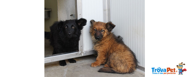 Cuccioli 3 4 Mesi Cupido E Venere Futura lia Medio Piccola Simil Corgi Cercano Casa In Adozione A Bergamo Bg