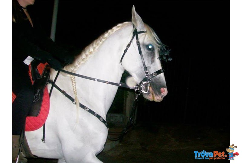 Cavallo Castrone Ispano Arabo - Foto n. 5