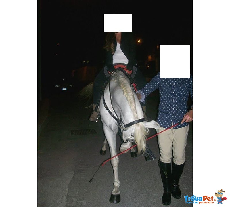 Cavallo Castrone Ispano Arabo - Foto n. 8