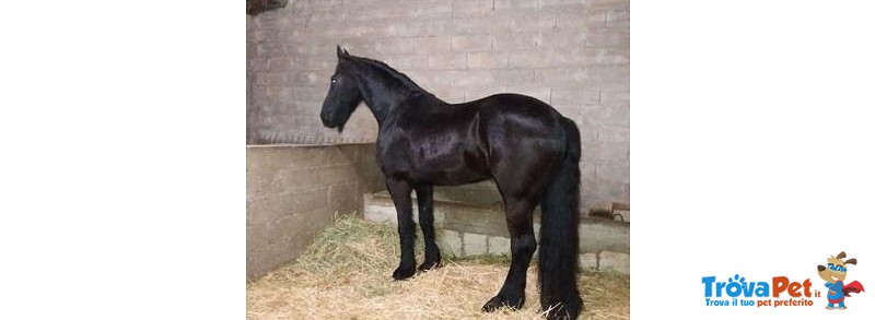 Cavallo Frisone - Foto n. 1