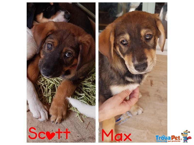 Scott e max Cuccioli Adorabili - Foto n. 1
