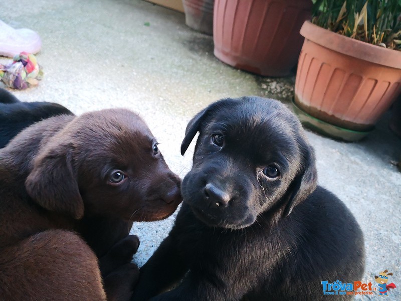 Cuccioli di Labrador Retriever Cioccolato e Neri - Foto n. 1
