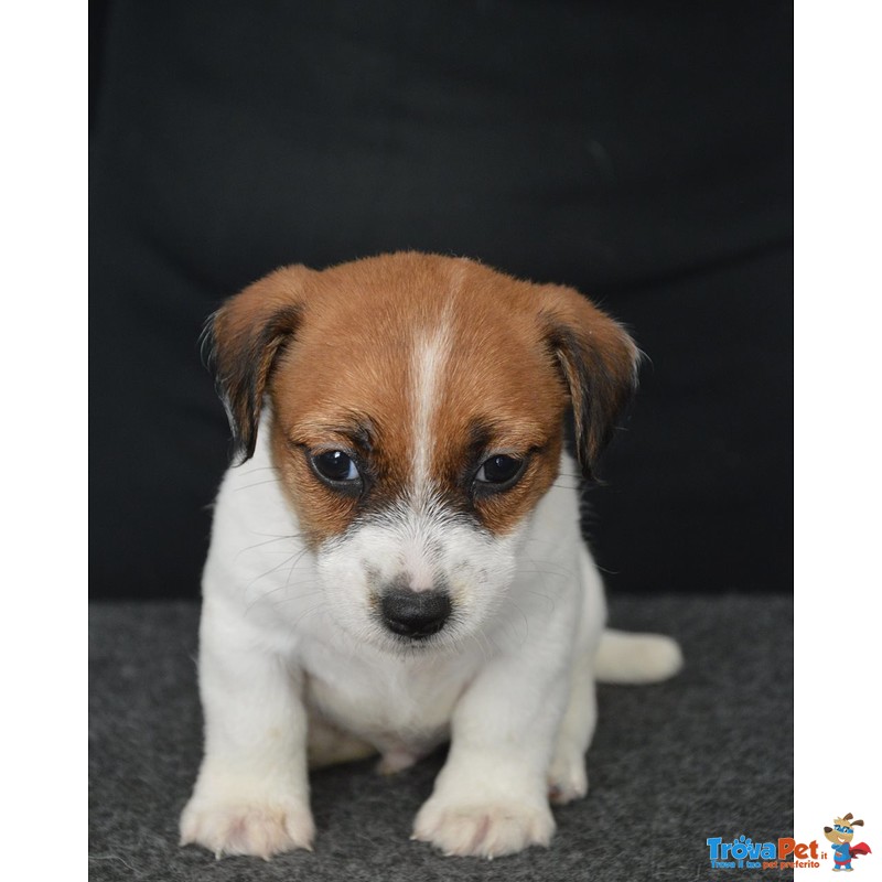 Jack Russell Terrier - Cuccioli Altamente Selezionati - Foto n. 1
