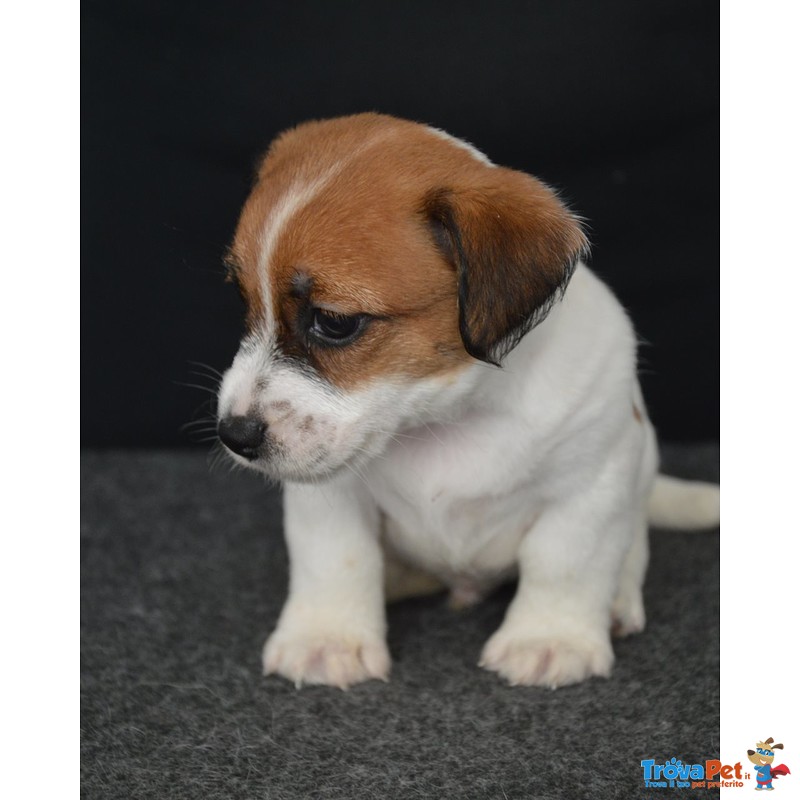 Jack Russell Terrier - Cuccioli Altamente Selezionati - Foto n. 3