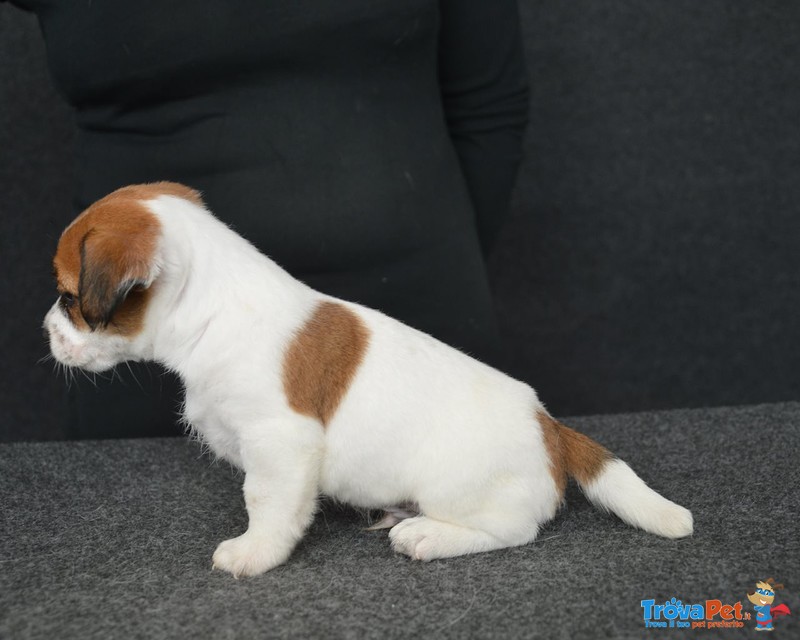 Jack Russell Terrier - Cuccioli Altamente Selezionati - Foto n. 4