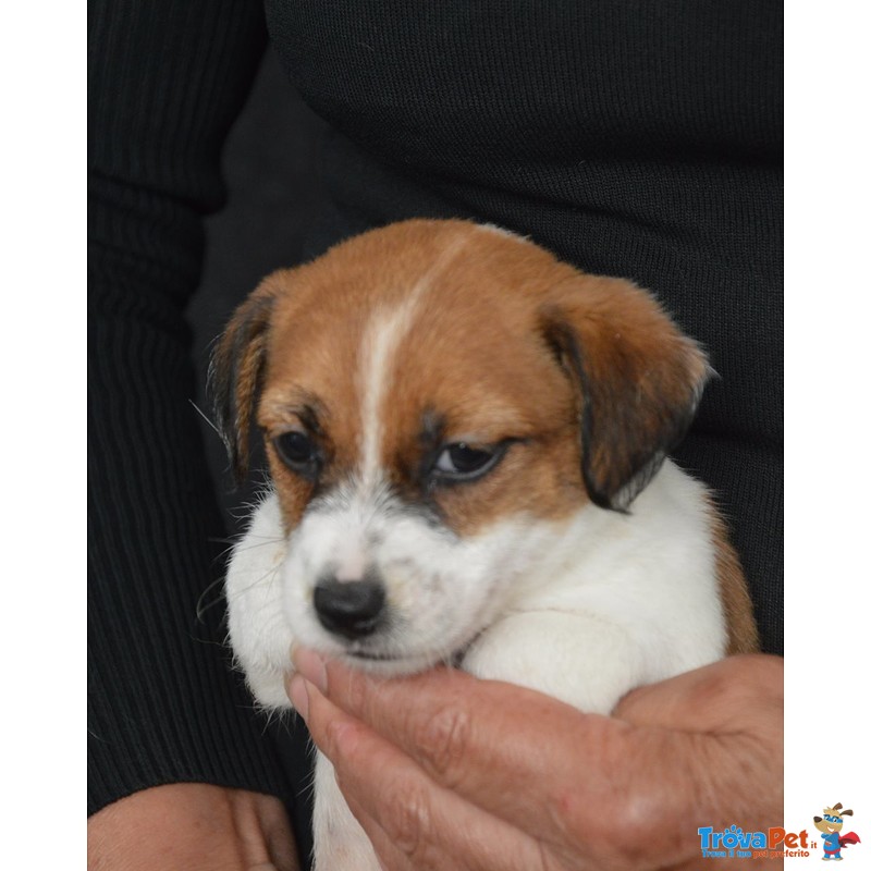 Jack Russell Terrier - Cuccioli Altamente Selezionati - Foto n. 8