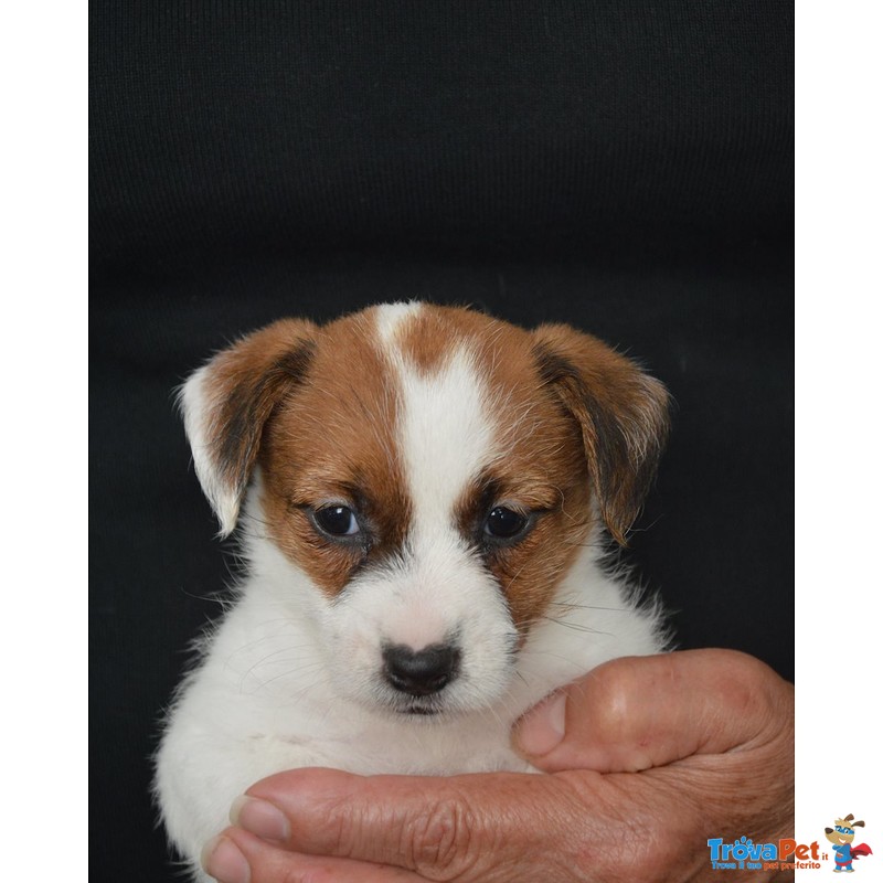 Cuccioli jack Russell Terrier Selezionati - Foto n. 2