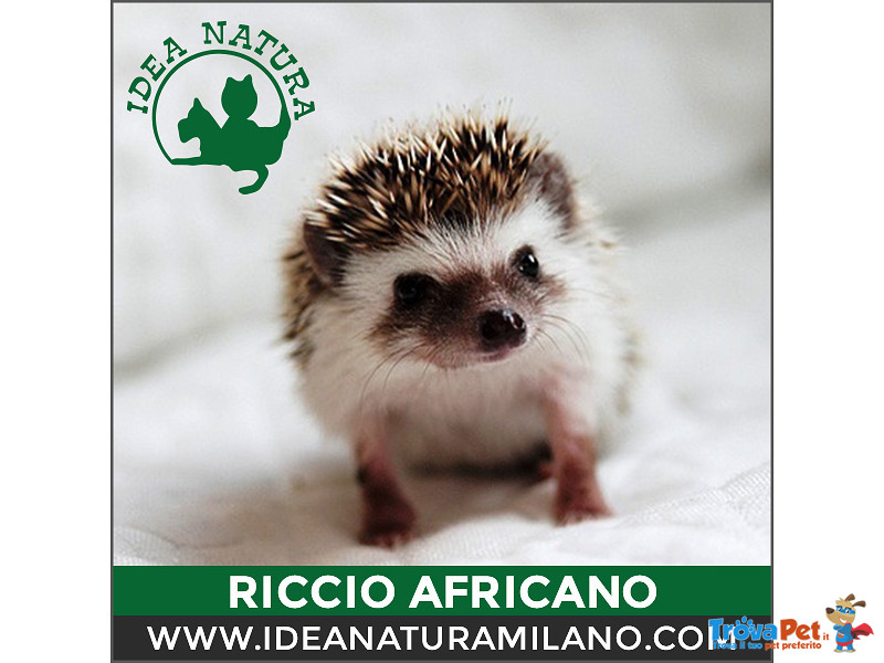 Cuccioli di Riccio Africano - Foto n. 1