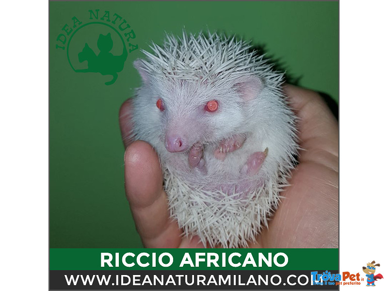 Cuccioli di Riccio Africano - Foto n. 2