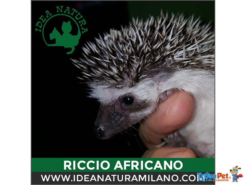 Cuccioli di Riccio Africano - Foto n. 5
