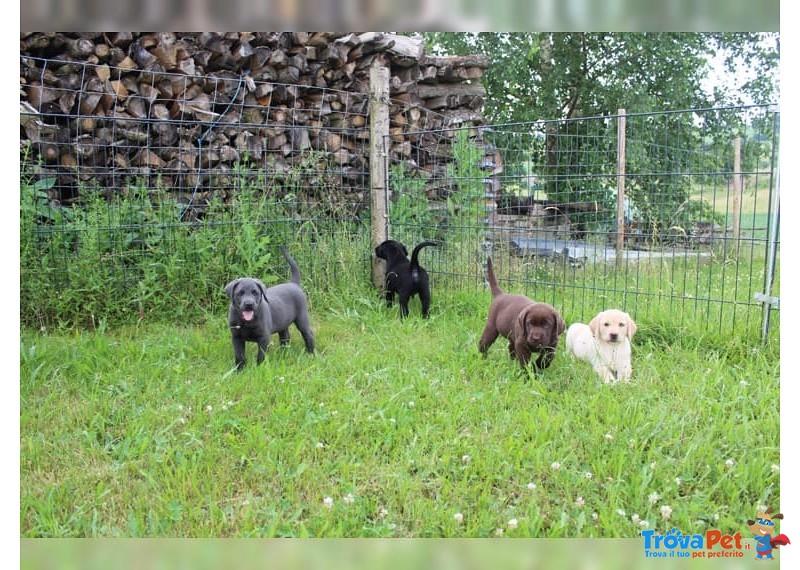 Labrador Retriever Cuccioli-Miele,chocolate e Neri - Foto n. 1