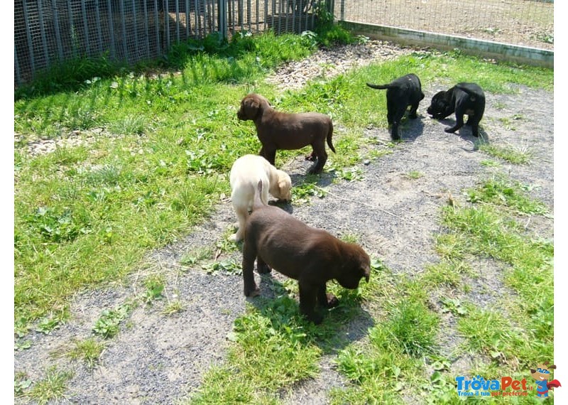 Labrador Retriever Cuccioli-Miele,chocolate e Neri - Foto n. 3