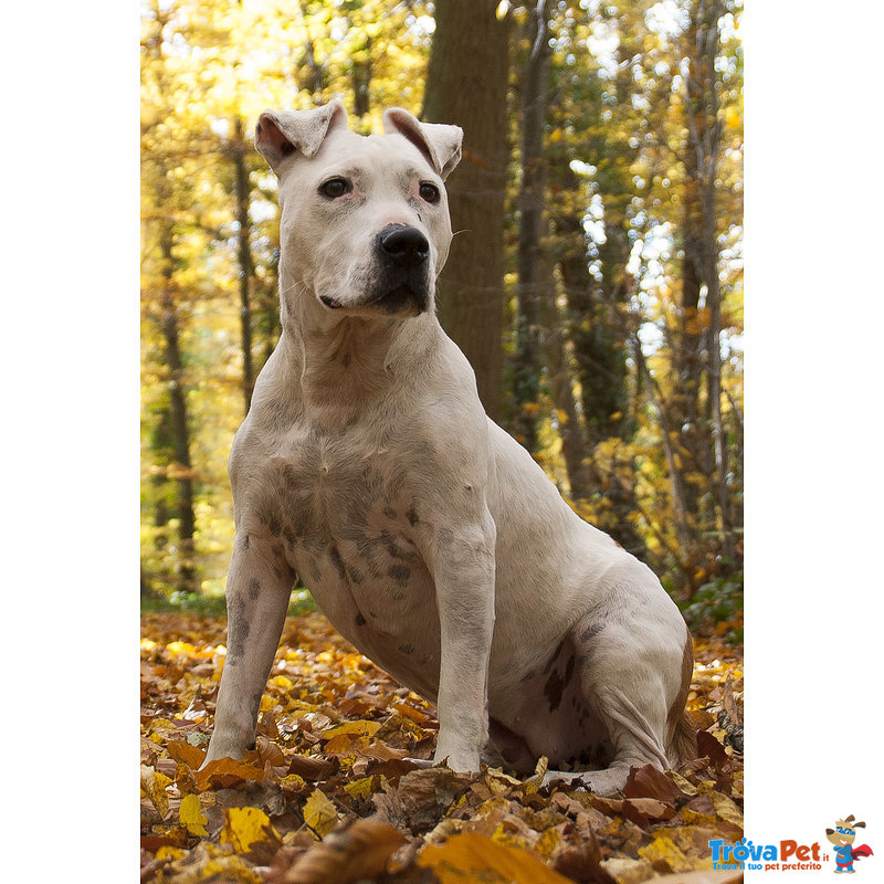 Cuccioli Fulvi cane Corso per American Staffordshire Terrier Disponibili a Novembre - Foto n. 2