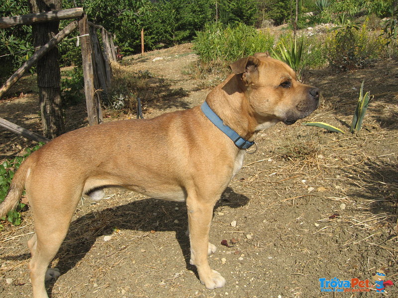 Argo, cane Corso Fulvo Disponibile per Monte - Foto n. 1