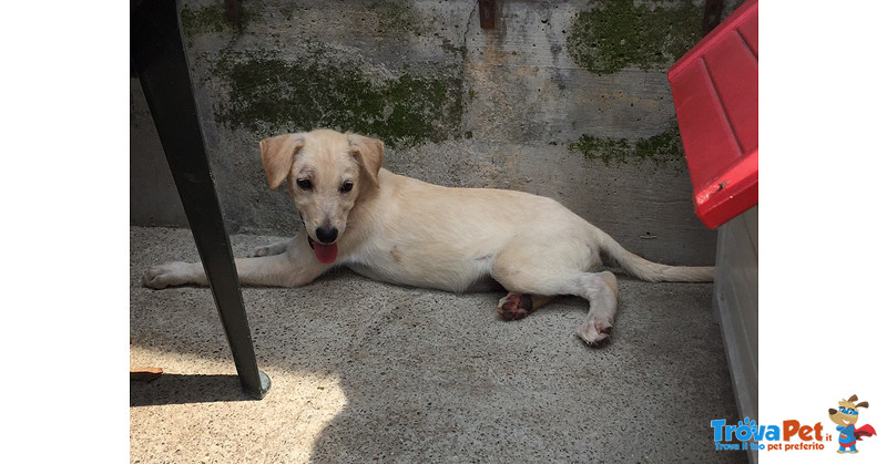 Scodinzolo, 3 mesi Simil Labrador, uno dei Cuccioli Sopravissuti, Cerca Casa - Foto n. 1