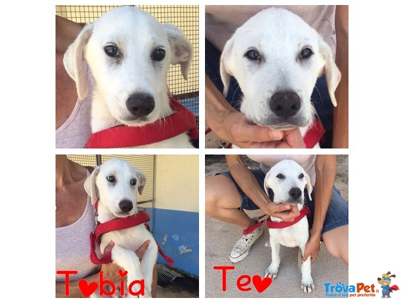 Teo e Tobia Cuccioli Simil Labrador - Foto n. 1