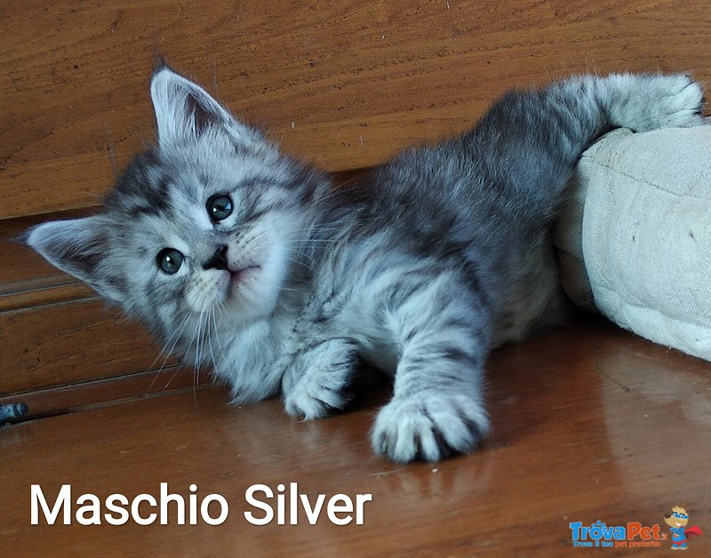 Gattini Maine Coon Maschi Bellissimi Pedigree In Vendita A Lucca Lu