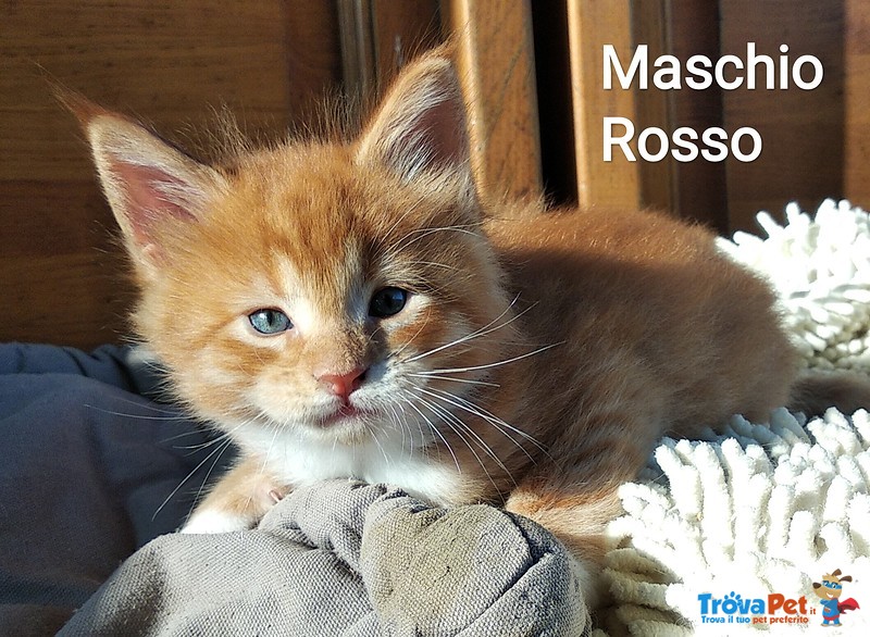 Gattini Maine Coon Maschi Bellissimi Pedigree In Vendita A Lucca Lu