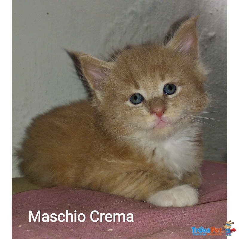 Gattini Maine Coon Maschi Bellissimi Pedigree In Vendita A Lucca Lu