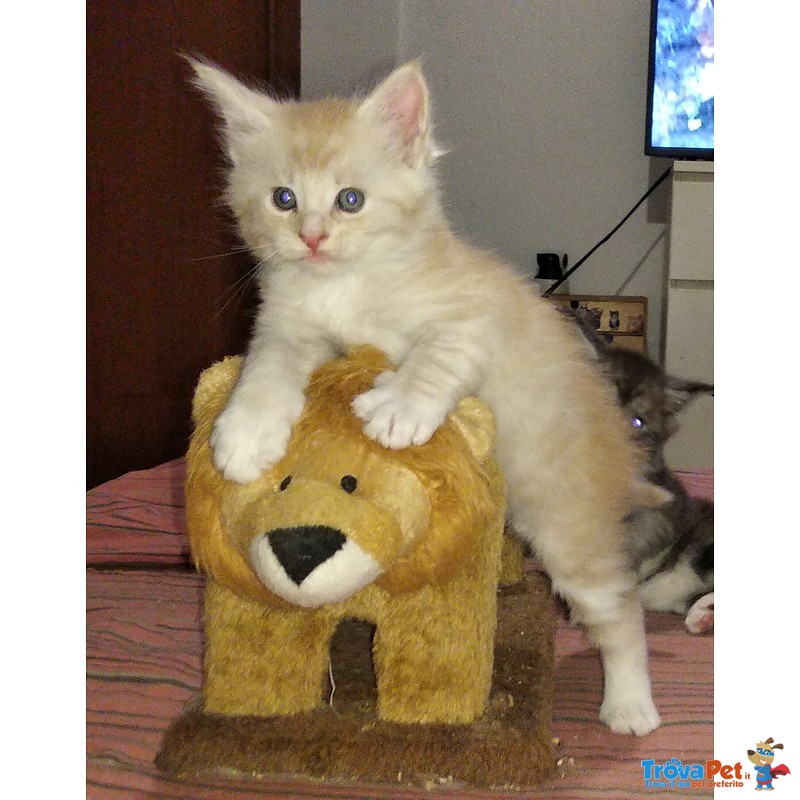 Gattini Maine Coon Maschi Bellissimi Pedigree In Vendita A Lucca Lu