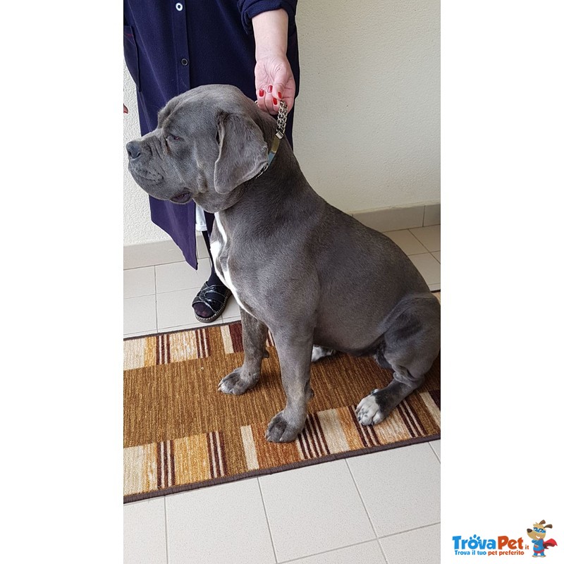 Cuccioli di cane Corso Grigio Piombo con Pedigree - Foto n. 5