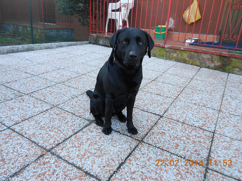 Cane Labrador nero di 3 Anni - Foto n. 1