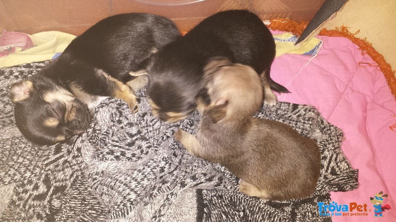 Cuccioli di Chihuahua - Foto n. 1
