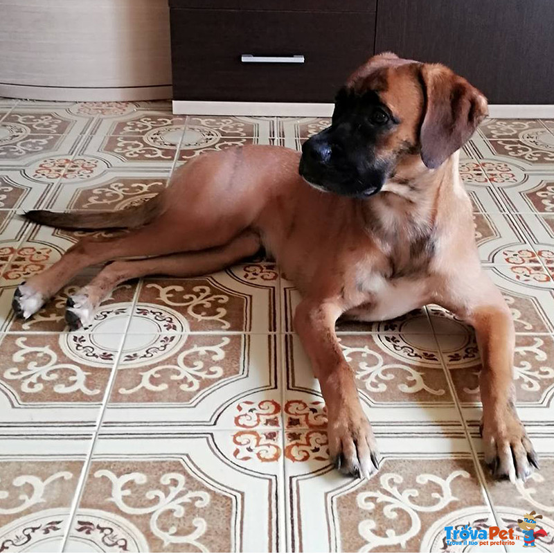 Cane Simil Boxer in Regalo: Thelma - Foto n. 3