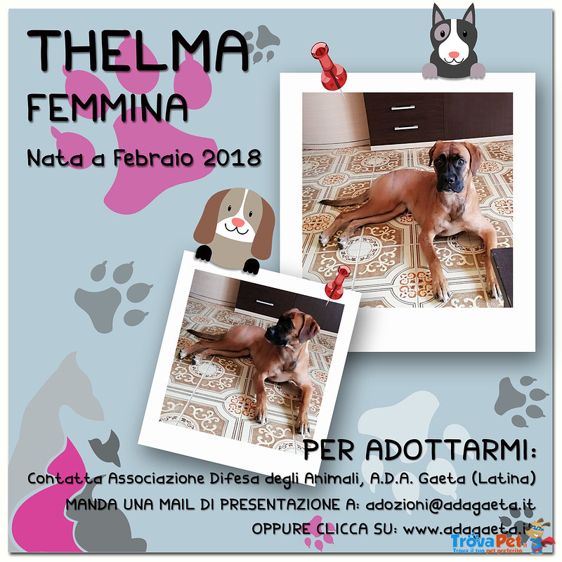Cane Simil Boxer in Regalo: Thelma - Foto n. 6