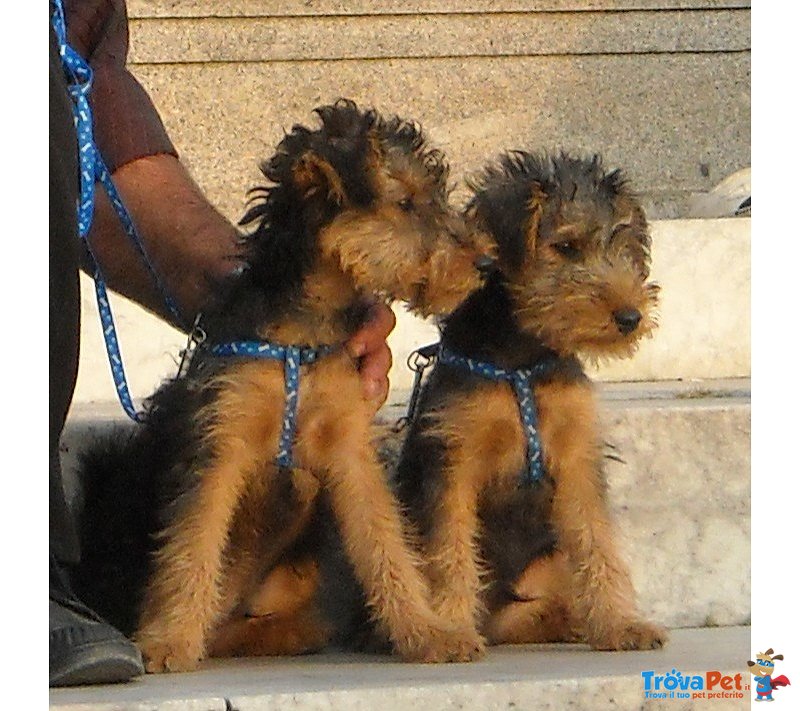 Cuccioli di Welhs Terrier Cercano Casa - Foto n. 1