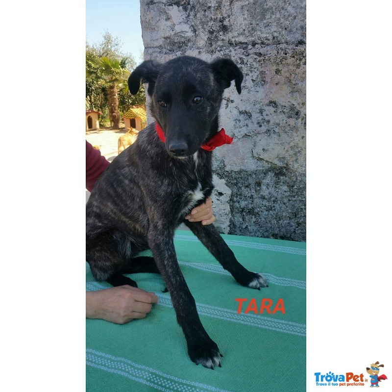 Tara è una Cucciola Snella ed Elegante. Taglia Media 11 Mesi - Foto n. 1