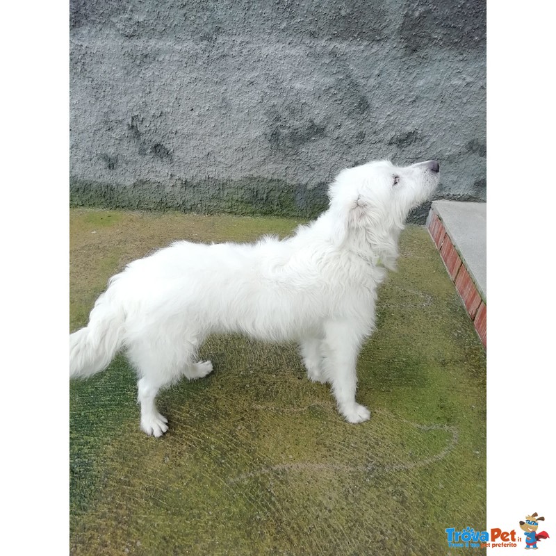 Bellissimo cane Bianco - Foto n. 6